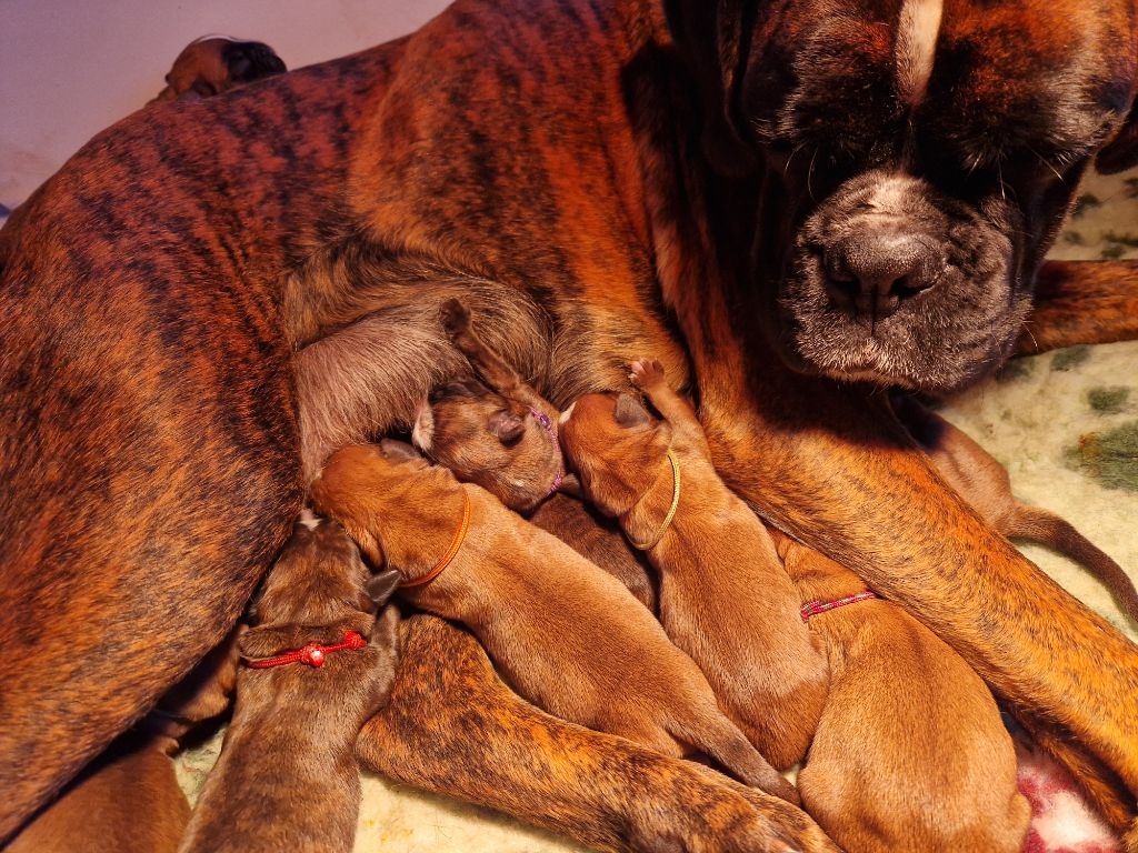 chiot Boxer Ster Al Levenez