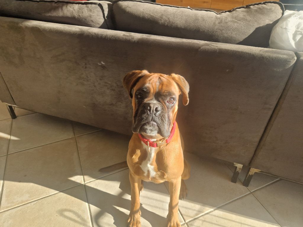 Ster Al Levenez - Chiot disponible  - Boxer