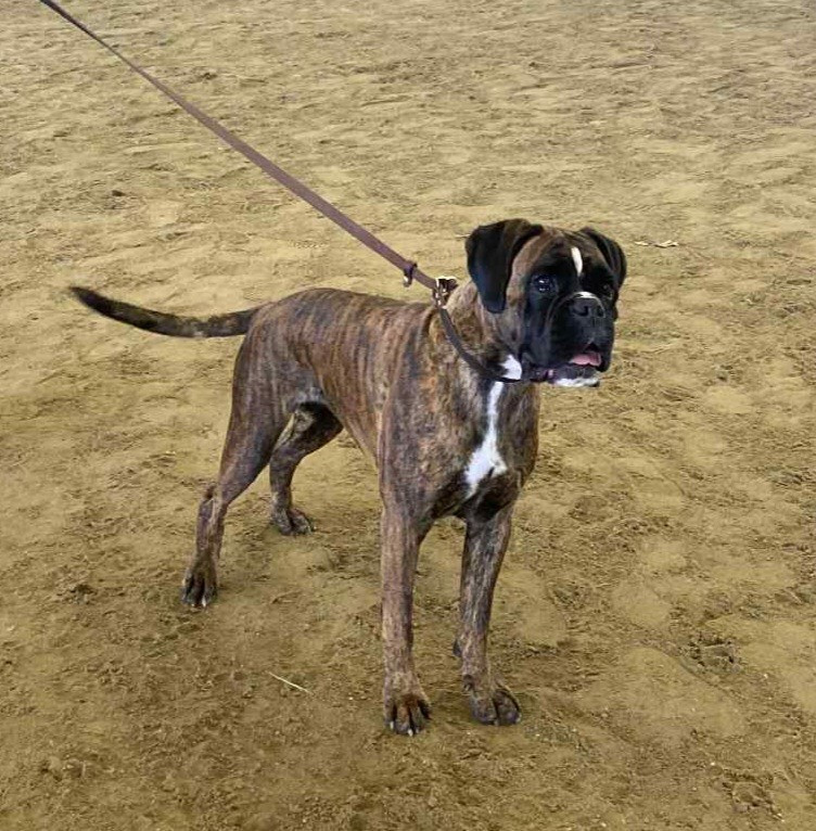 Tsilana Ster Al Levenez