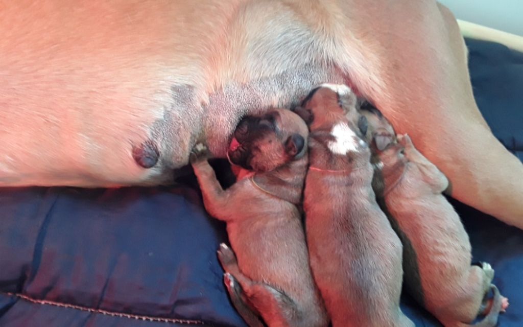 Gaïla a mis bas de jolie petits chiots!