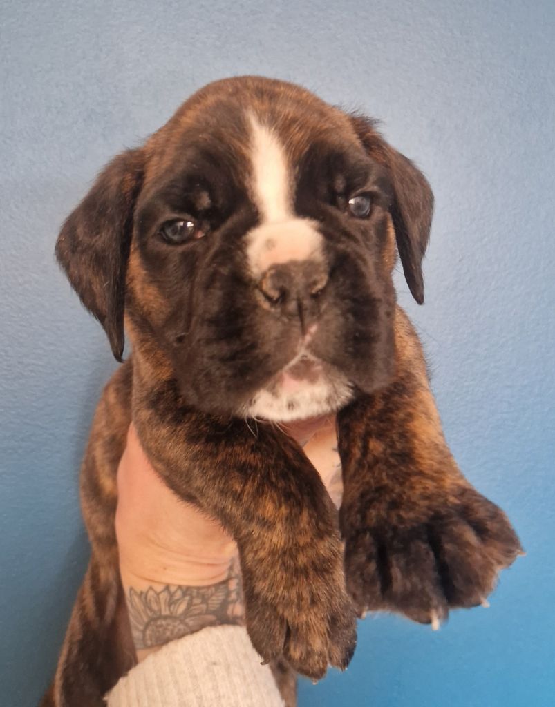 Ster Al Levenez - Chiots disponibles - Boxer