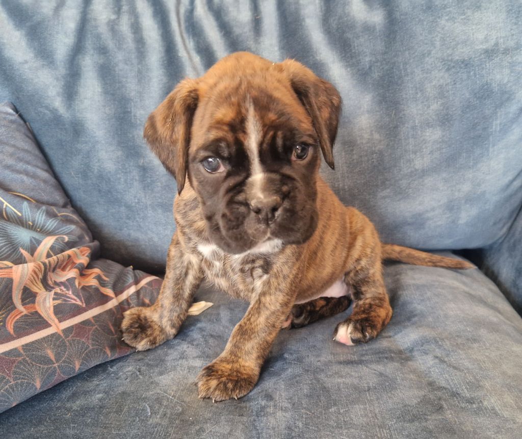 Ster Al Levenez - Chiots disponibles - Boxer