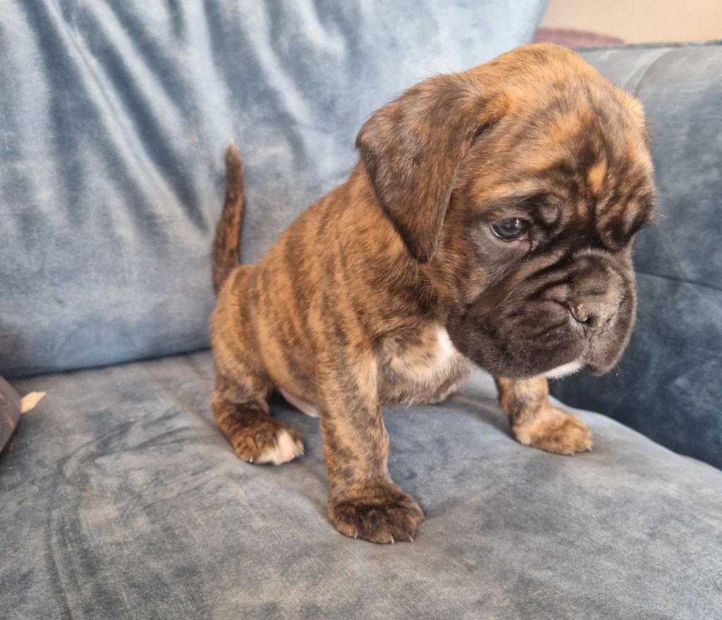 Ster Al Levenez - Chiots disponibles - Boxer