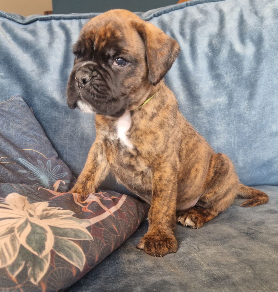 Ster Al Levenez - Chiots disponibles - Boxer