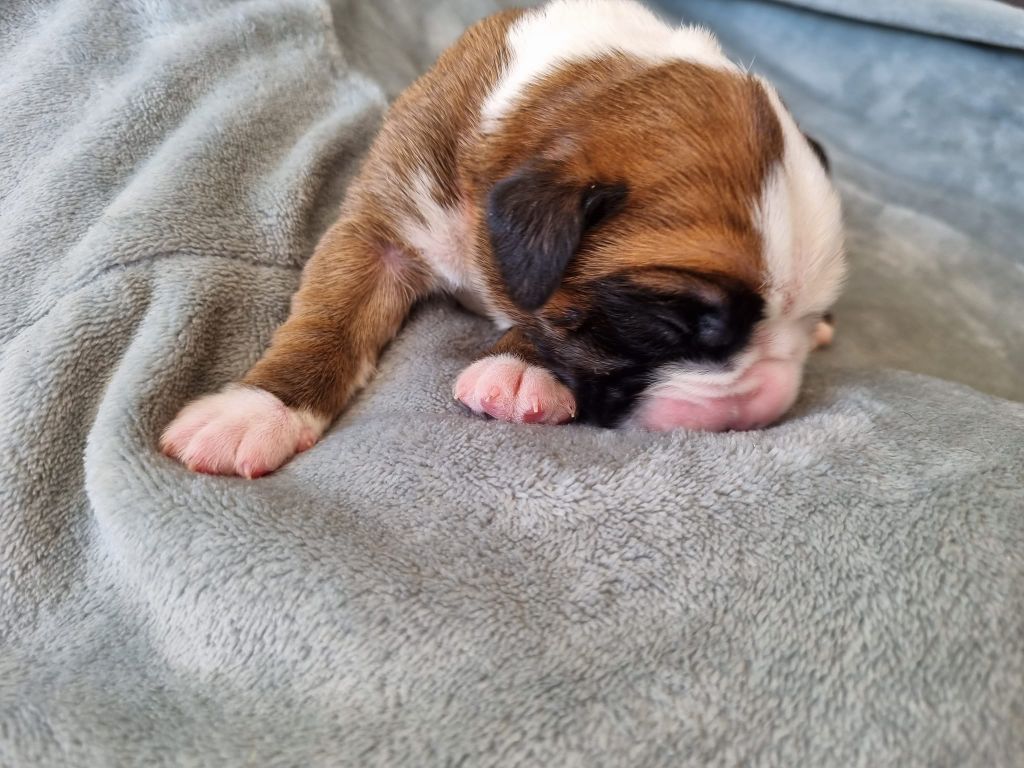 Ster Al Levenez - Boxer - Portée née le 20/04/2022